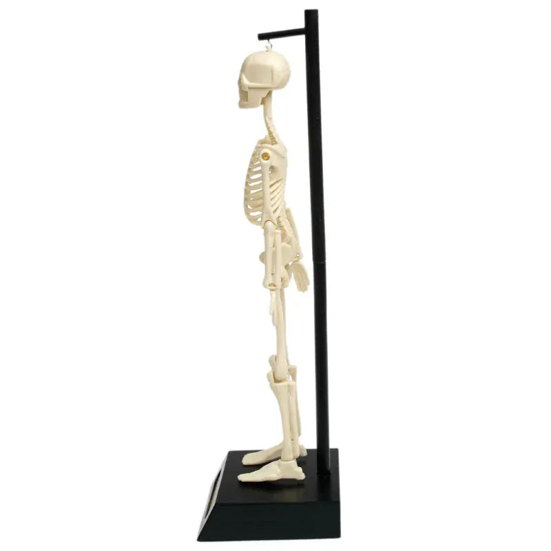 Rex London Toys Anatomical Skeleton Educational Model