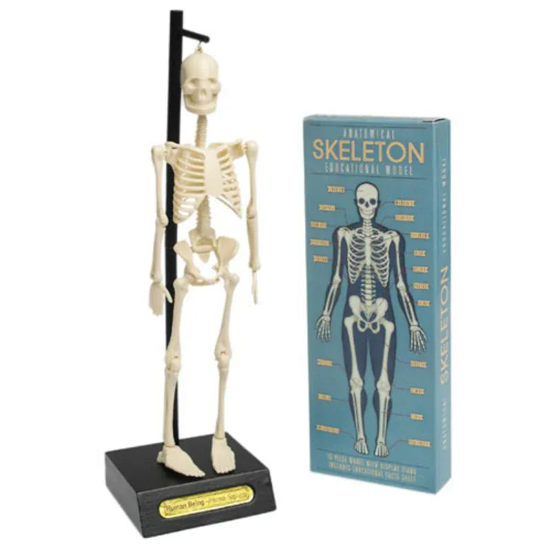 Rex London Toys Anatomical Skeleton Educational Model