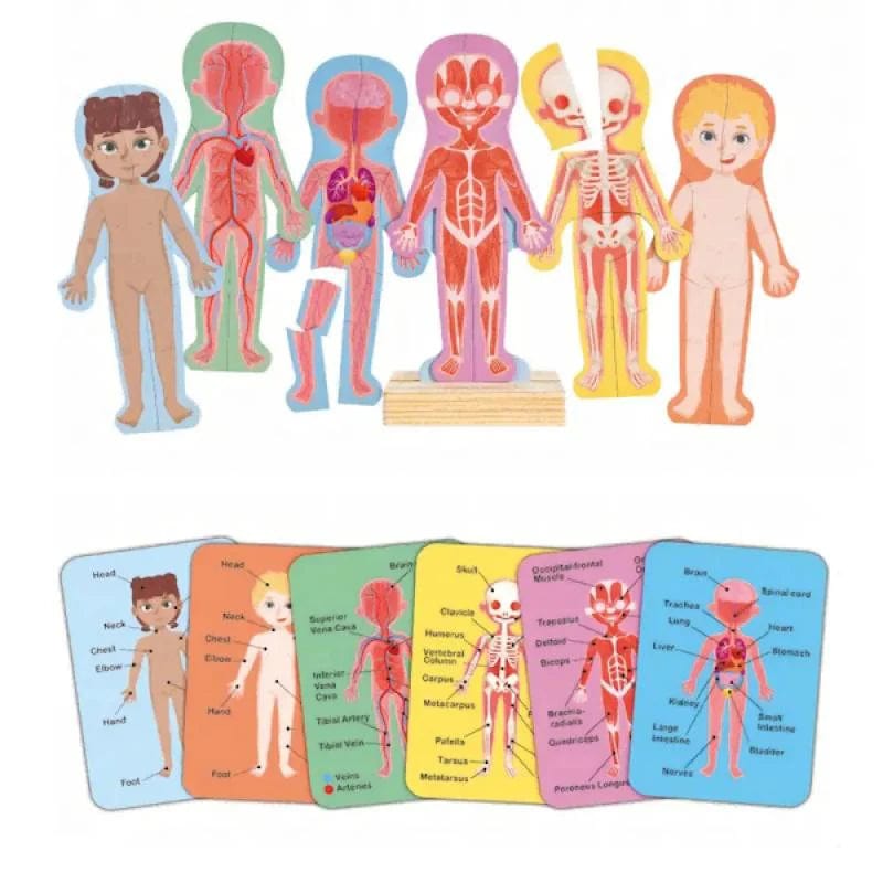 Hape Toys Human Body Magnetic Puzzle