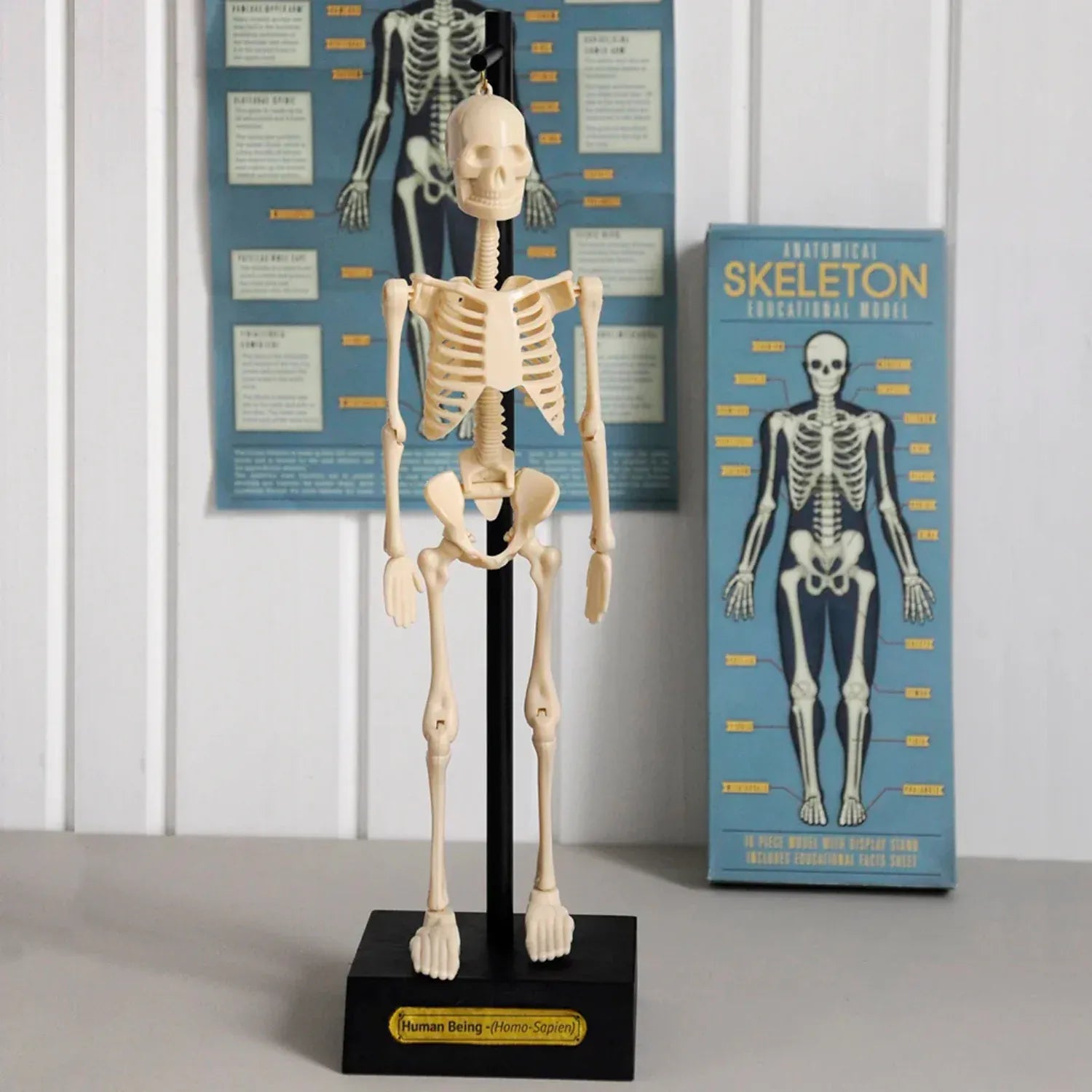 Rex London Toys Anatomical Skeleton Educational Model