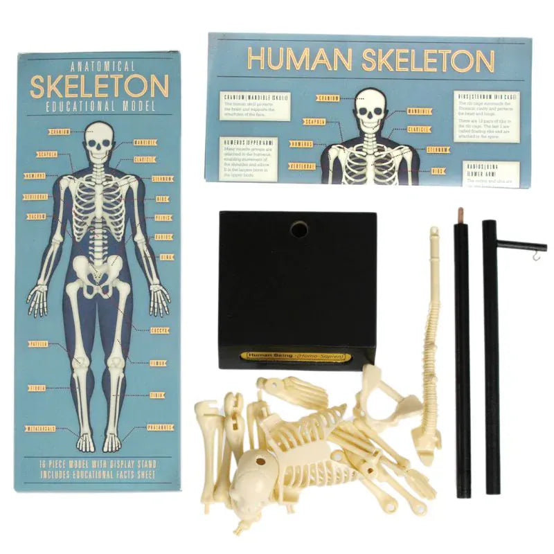 Rex London Toys Anatomical Skeleton Educational Model