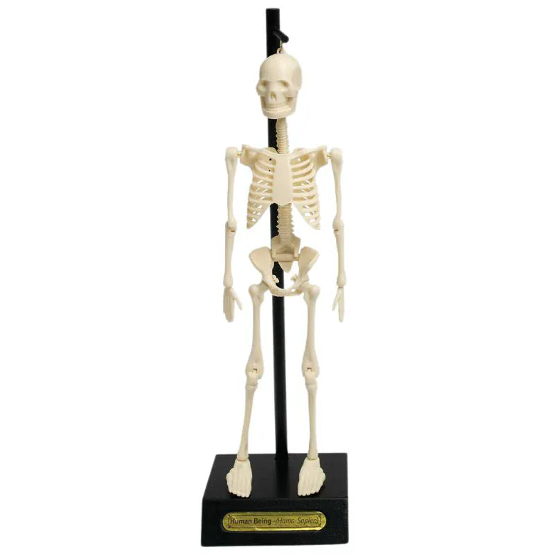 Rex London Toys Anatomical Skeleton Educational Model